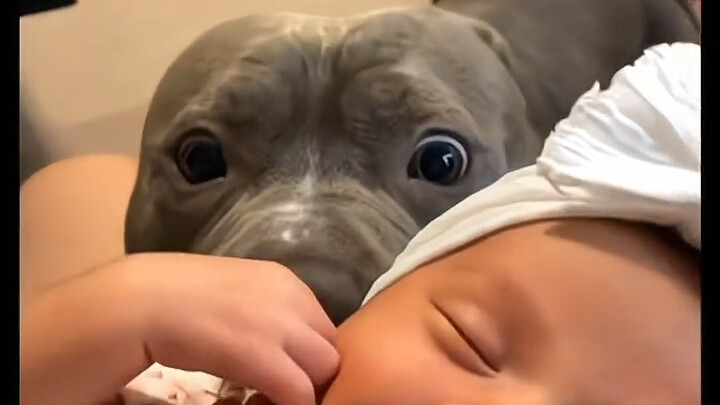 Anjing yang sudah dikebiri melihat bayi baru lahir milik tuannya dengan penuh rasa iri; siapa sangka