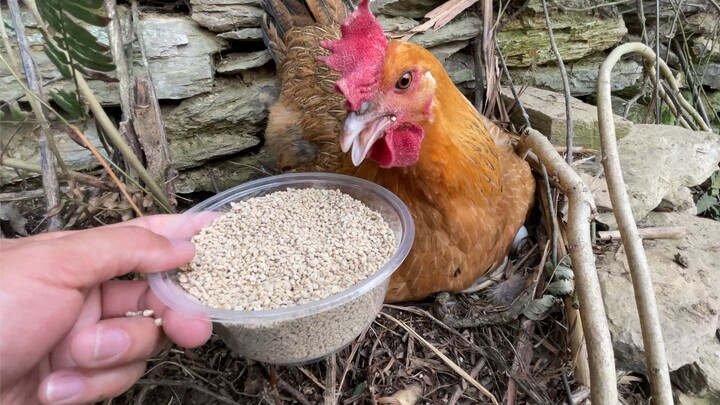 Ayam-ayam itu tidak pernah bermimpi tentang pengobatan