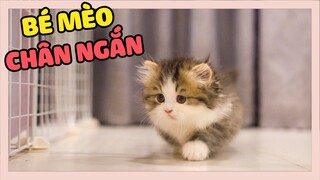 #munchkin Bé mèo chân ngắn mới tên gì? | The Happy Pets #86