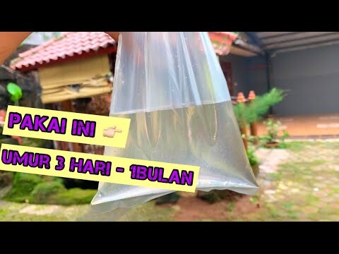 PAKAN YANG PALING EFEKTIF UNTUK BURAYAK DI HARI PERTAMA