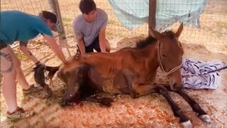 The most difficult rescue horse! - Rescue Abandoned Horse Lying Motionless In The Scorching Heat