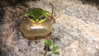 Katak Petualang