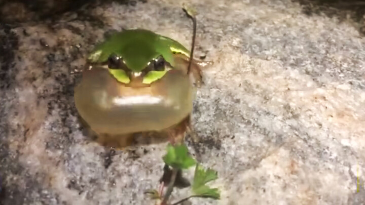 Finally found rare tree frogs after a rain