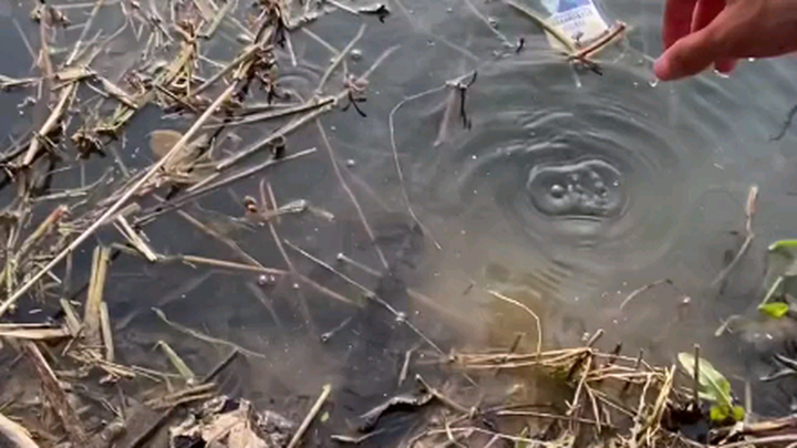 Hari ini cuacanya bagus, pergi memancing, siapa sangka ikan-ikannya sangat rakus makan umpan!