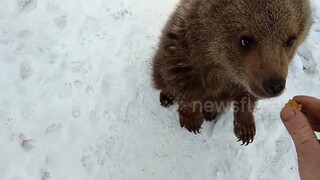 [Brown Bear] A lone brown bear cub rescued by Russians