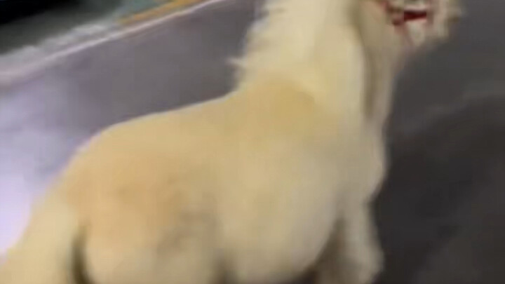 这是真小马宝莉