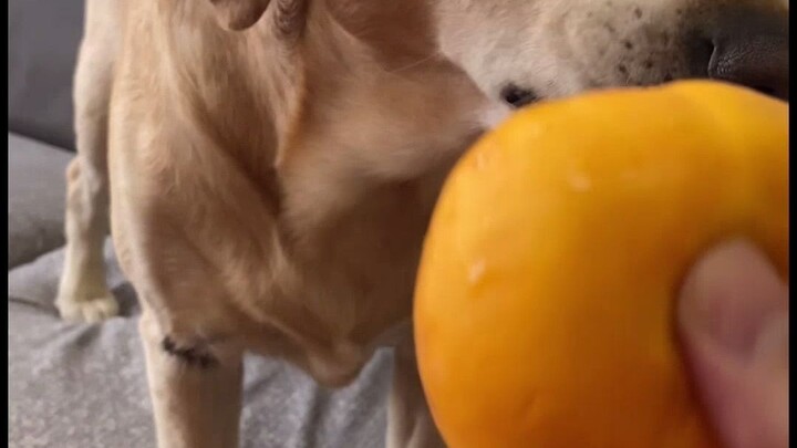 Which big yellow dog doesn’t gnaw on a nut!