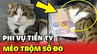 Mèo thật việc thật chứng minh cho câu: "COI CHỪNG MÈO TRỘM SỔ ĐỎ" 😂 | Yêu Lu