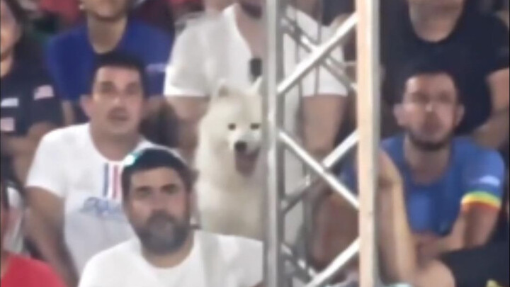 Hài kịch nhân gian ❷ ❽