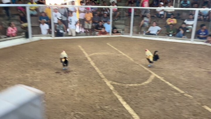 Dirty Gray in action