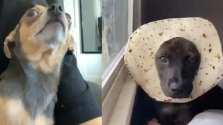 รวบรวมสุนัขสุดเท่และตลก 2022 - 6️⃣ คุณปาว🐶