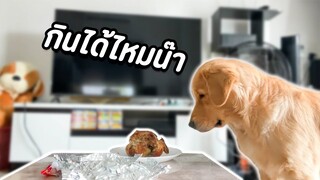 เมื่อผมปล่อยหมาไว้กับไก่ย่าง เพียงลำพัง!!