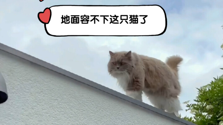 Went out for a quick trip and suddenly ended up with another cat! Guys, please don't ever adopt a ca