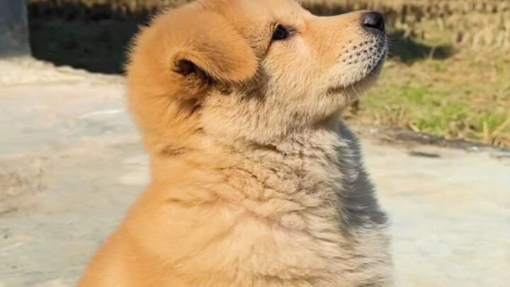 Will puppies still remember their parents when they grow up?