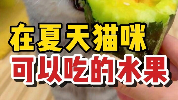 Fruits that humans and cats can enjoy together in summer—save this list and share them with your cat