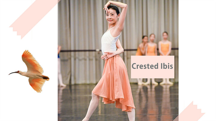 Tari Ibis Tan Yuanyuan | Fest. Seni Inter Shanghai China 21