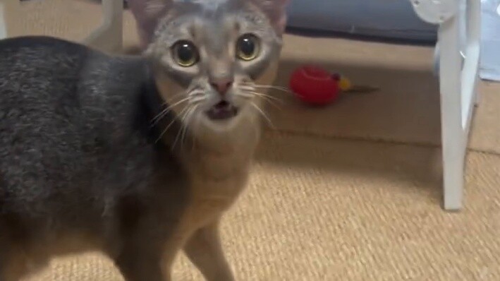 Otherwise, I’ll switch to cat language from now on.
