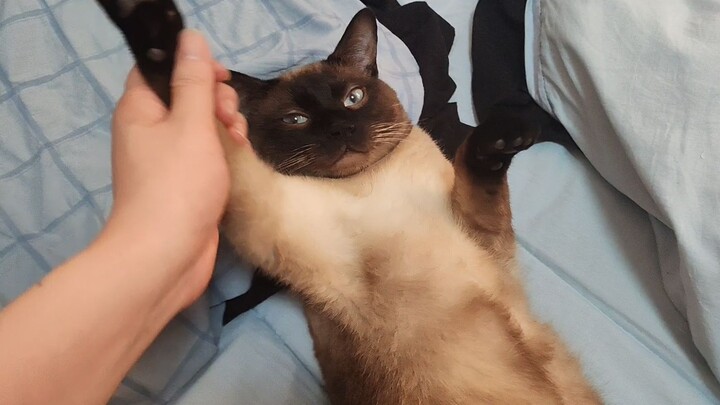 أنت تلعب مرة أخرى مع قطتك القبيحة