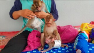 The Busy Day!! How busy when 3 monkeys Toto, Yaya & Luca meet each other