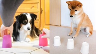 Funny Dogs and Cats Reaction to Magic Tricks | Aww Animals