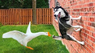 Best Funniest Animals Videos 2023 🐧 - Try Not To Laugh Dogs And Cats 😁