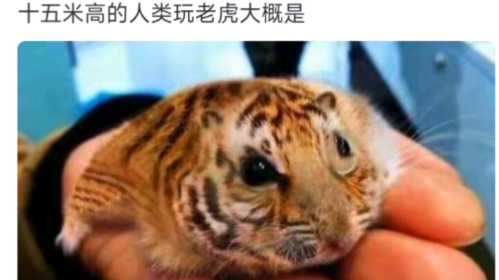 If a person grew to 15 meters tall, could they hold a tiger in their hand and pet it like a cat?