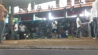 3stag derby