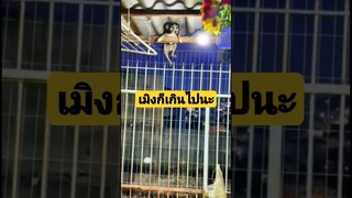 ^ดูรวมคลิปเต็มกดลิงค์ข้างบน^ เมิงก็เกินไปนะ #funny #reels #awesome #รวมคลิปตลก