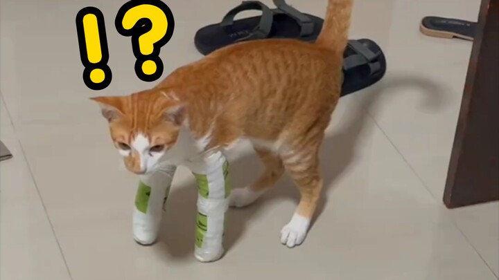 小猫骨折重生之一双手变成老北京鸡肉卷！