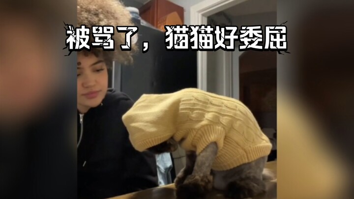 After being scolded for misbehaving, the cat just shut down…