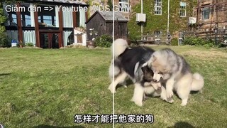 Theo bạn hai tên heo Alaska nghịch ngợm này có khẩu phần ăn như thế nào 🤣🤣🤣?