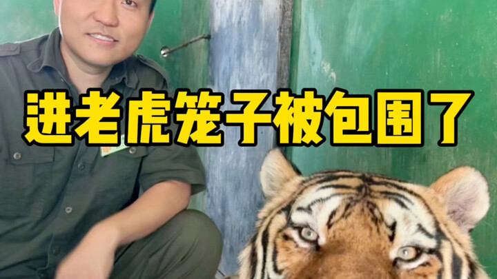 ชีวิตใหม่ของฉัน: ฉันกลายเป็นอาหารกระป๋องให้เสือ