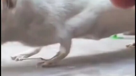 Mouse: He’s already ripped him apart!