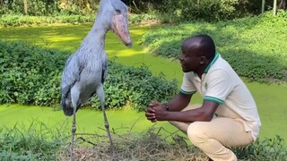 The shoebill is the friendliest bird in the world—if you bow to it, it will bow back at you.