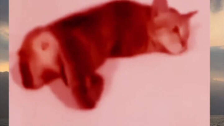 kucing siapa ni weee