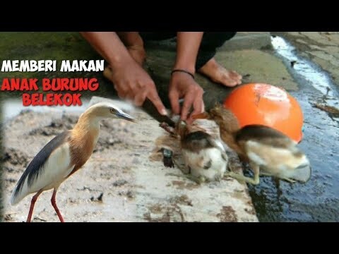 CARA MEMBERI MAKAN ANAKAN BURUNG BELEKOK SAWAH SUPAYA CEPAT JINAK