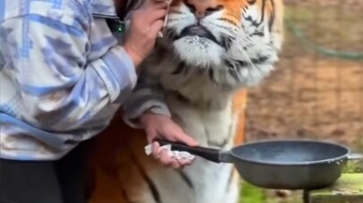Con mèo cam to này sao lại giống mèo chân ngắn thế nhỉ?