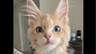I love you, little kitty version. Every second is so cute!