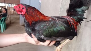 Bantam