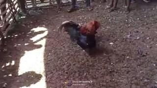 2nd fight panalo pero Patay rin nung kinabukasan