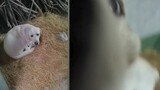 Seekor anjing di Yiyang ditemukan setelah hilang selama tiga bulan, pertama kali anjing tersebut mel