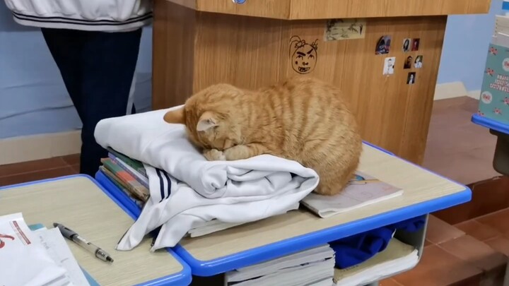 Cat: So sleepy, so sleepy, so sleepy~