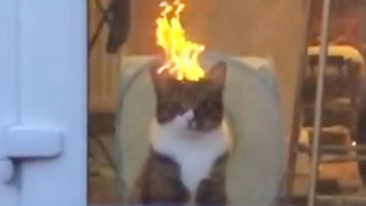This cat… had me laughing for 2 minutes and 52 seconds!