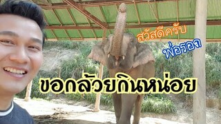 มาดูที่พักช้าง