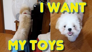 Borgy the Shih tzu Puppy Tries to Get His Toys And Then This Happened