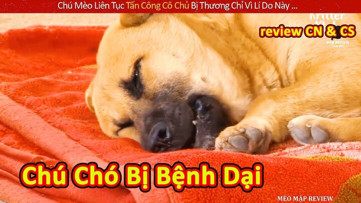 Chú Mèo Liên Tục Tấn Công Cô Chủ Chì Vì Bị Bệnh Dại Từ Nhỏ || Review Con Người Và Cuộc Sống