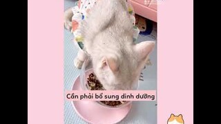 [Vietsub] Maomi phát cẩu lương (Phần 7) | Ổ nhỏ của Hoài