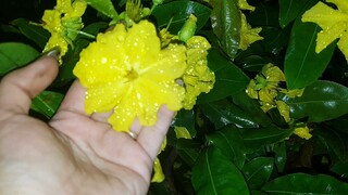 (30/11)🥰Mai xoắn,đa phúc,cúc cam🥰0368.79.79.89