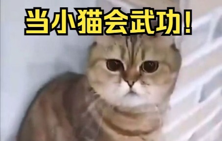 Khi mèo con biết võ công!