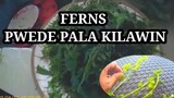 FERNS PWEDE PALA KAININ